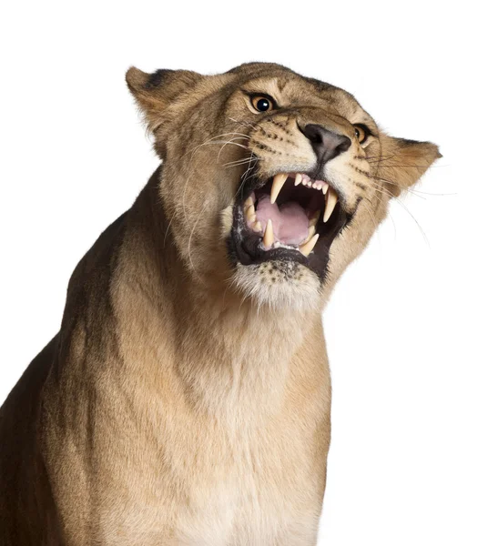 Lioness, Panthera leo, 3 years old, snarling in front of white background — Stock Photo, Image