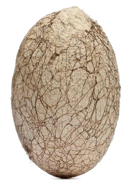 Cocon van een Zuid-india kleine stoffen, antheraea paphia, chrisalides, voor witte achtergrond — Stockfoto