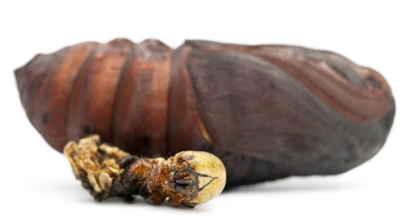 Giant Peacock Moth pupa removido do casulo, Saturnia pyri, ao lado de sua muda na frente do fundo branco — Fotografia de Stock