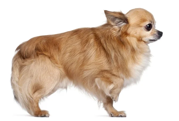 Chihuahua, 8 yaşında bir çocuk, beyaz arka plan yan görünüm — Stok fotoğraf