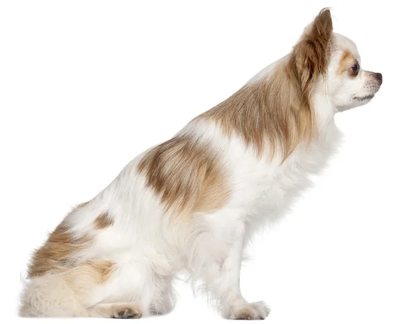 Vista lateral de Chihuahua, 7 años, frente a fondo blanco — Foto de Stock
