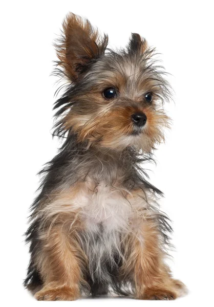 Yorkshire Terrier puppy, 8 weeks old, sitting in front of white background — Stock Photo, Image