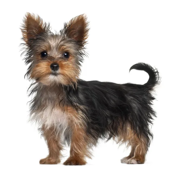 Yorkshire Terrier puppy, 8 weeks old, standing in front of white background — Stock Photo, Image