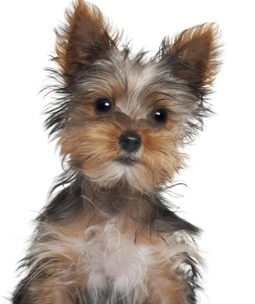 Yorkshire Terrier puppy, 8 weeks old, in front of white background — Stock Photo, Image