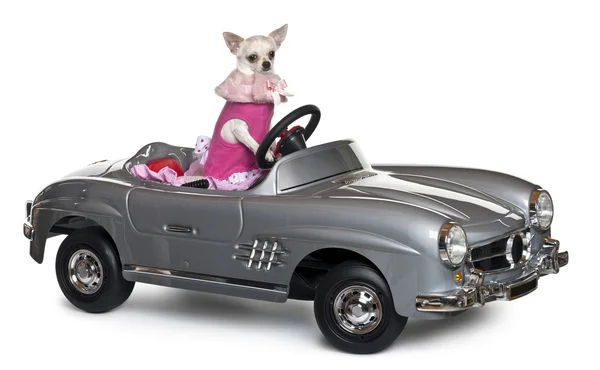 Chihuahua, 18 months old, driving a convertible in front of white background — Stock Photo, Image