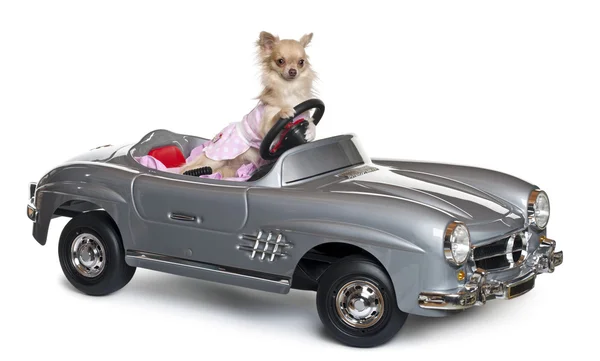 Chihuahua, 11 months old, driving a convertible in front of white background — стокове фото