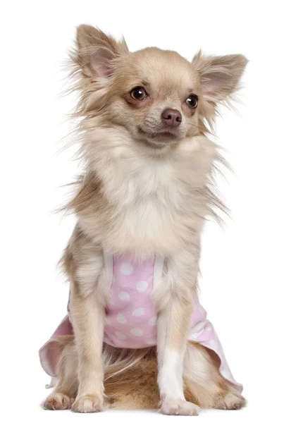 Chihuahua in pink , 11 months old, sitting in front of white background — стокове фото