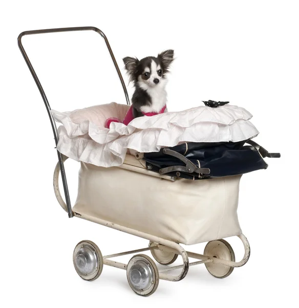Chihuahua, 1 ano, em carrinho de bebê na frente do fundo branco — Fotografia de Stock
