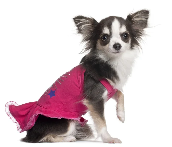 Chihuahua in roze, 1 jaar oud, vergadering voor witte achtergrond — Stockfoto