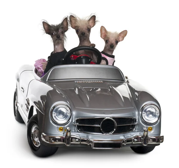 stock image Chinese Crested dogs driving convertible in front of white background