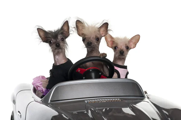 Chinese Crested dogs driving convertible in front of white background — стокове фото