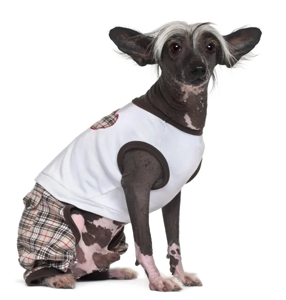 Chinese Crested Dog, 9 years old, dressed up and sitting in front of white background — Stock Photo, Image