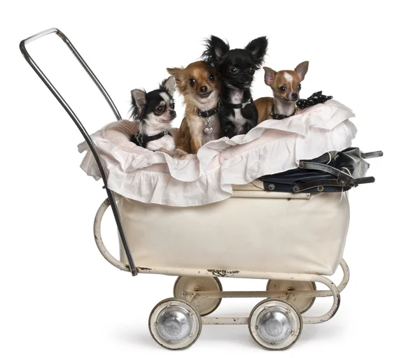 Quatro Chihuahuas sentado em carrinho de bebê na frente do fundo branco — Fotografia de Stock