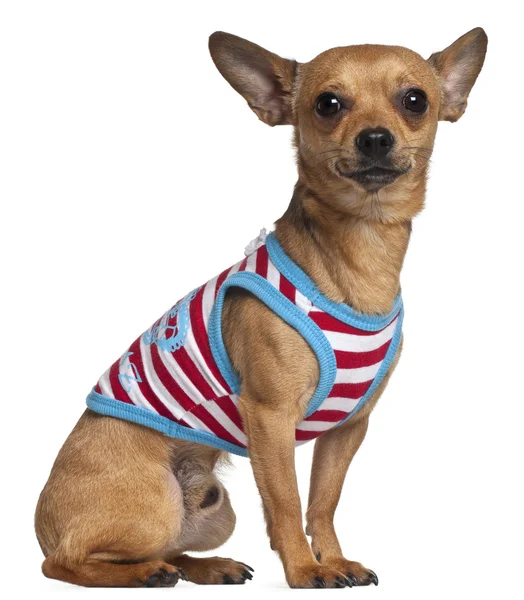 Çizgili gömlekli, 2 yıl yaşlı, beyaz arka plan oturan Chihuahua — Stok fotoğraf