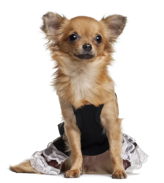 Chihuahua cachorro vestido, 6 meses de edad, sentado delante de fondo blanco — Foto de Stock
