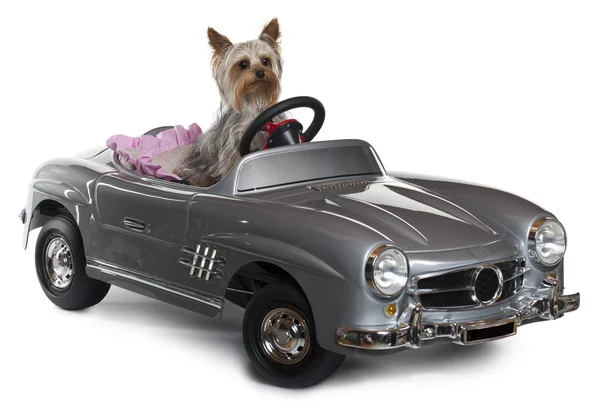 Yorkshire Terrier, 1 year old, driving convertible in front of white background — Stock Photo, Image