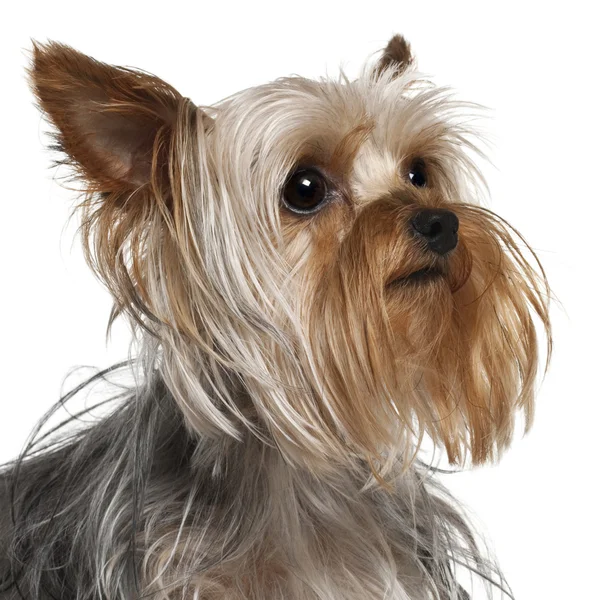 Close-up of Yorkshire Terrier, 1 year old, in front of white background — Stock Photo, Image