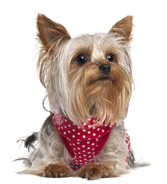 Yorkshire Terrier wearing red and white polka dots, 1 year old, lying in front of white background