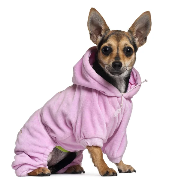 Chihuahua, 8 months old, wearing pink hoodie in front of white background — Stock Photo, Image