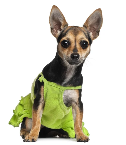 Chihuahua, 8 maanden oud, dragen groene jurk voor witte achtergrond — Stockfoto