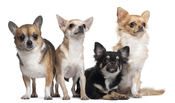 Four Chihuahuas, 6 months old, 3 years old, and 2 years old, in front of white background — 스톡 사진