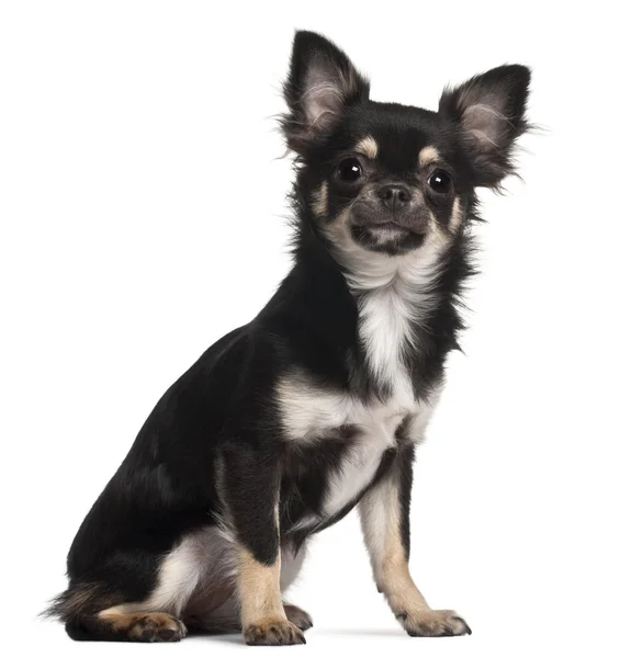 Chihuahua sitzt vor weißem Hintergrund — Stockfoto