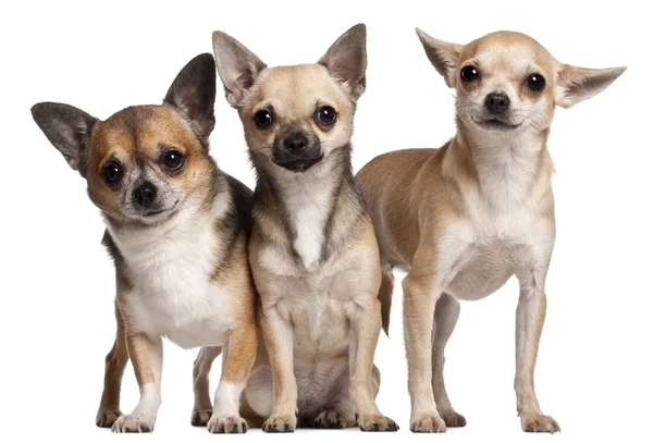 Três Chihuahuas, 6 meses, 3 anos, e 2 anos, na frente do fundo branco — Fotografia de Stock