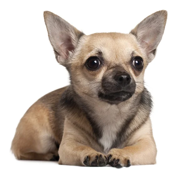 Chihuahua liegt vor weißem Hintergrund — Stockfoto