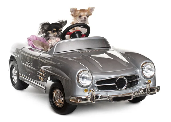 Chihuahuas, 1 and 3 years old, driving convertible in front of white background — Stock Fotó