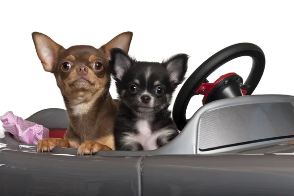 Chihuahuas, 7 and 3 months old, sitting in convertible in front of white background — Stock Photo, Image