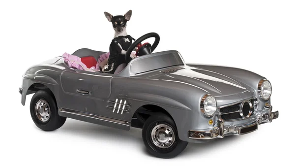 Chihuahua, 7 months old, driving convertible in front of white background — Stock Photo, Image