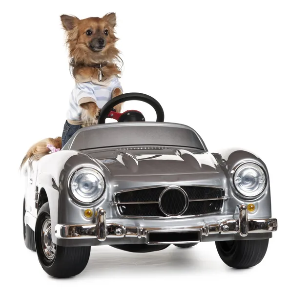 Dressed up Chihuahua driving convertible in front of white background — Stock Photo, Image