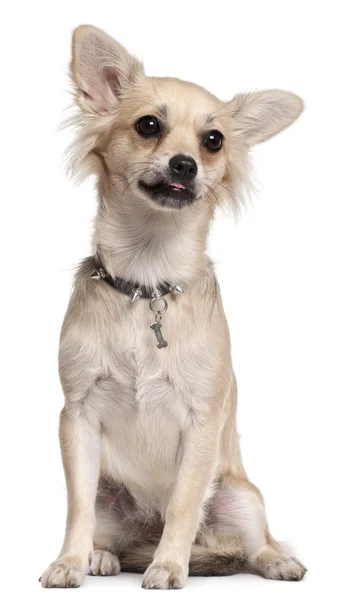 Chihuahua, 10 maanden oud, zitten in de voorkant van witte achtergrond — Stockfoto