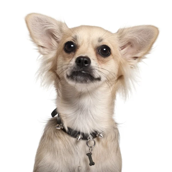 Close-up de Chihuahua, 10 meses, em frente ao fundo branco — Fotografia de Stock