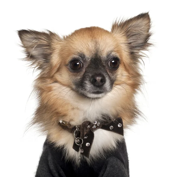 Chihuahua, 2 yıl yaşlı, beyaz arka plan yakın çekim — Stok fotoğraf