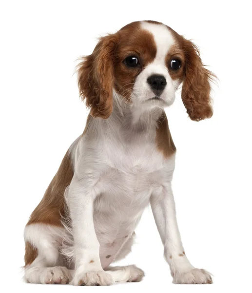 Cavalier King Charles Spaniel puppy, 3 months old, sitting in front of white background — Stock Photo, Image