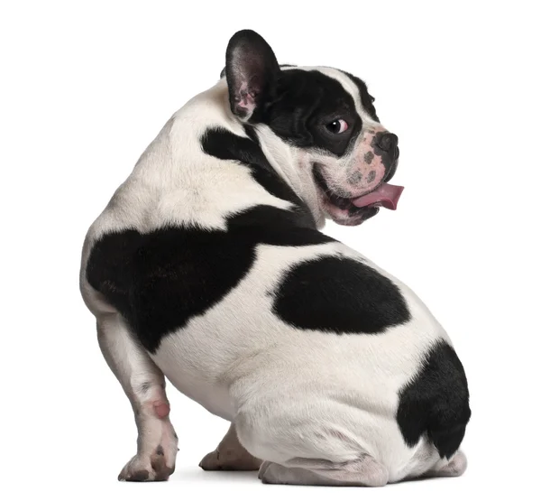 Francês Bulldog, 8 meses, sentado em frente ao fundo branco — Fotografia de Stock