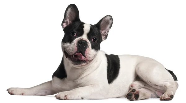 French Bulldog, 8 months old, lying in front of white background — Stock Photo, Image