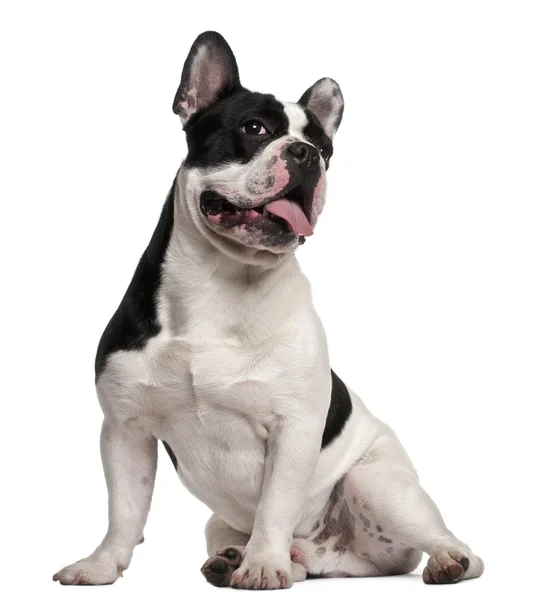 Francês Bulldog, 8 meses, sentado em frente ao fundo branco — Fotografia de Stock