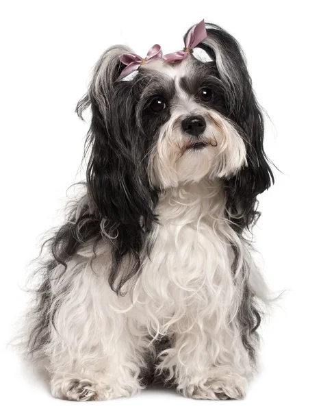Havanese, 3 years old, sitting in front of white background — Stock Photo, Image