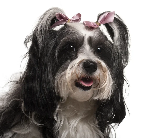 Close-up of Havanese, 3 years old, in front of white background — Stock Fotó