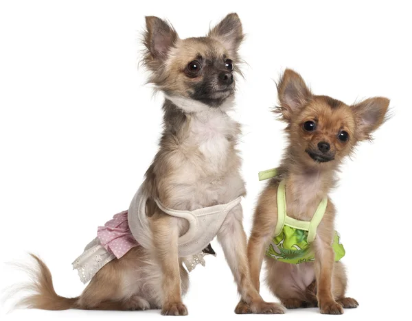 Chihuahua, 19 meses, e cachorro Chihuahua, 4 meses, vestido e sentado na frente do fundo branco — Fotografia de Stock