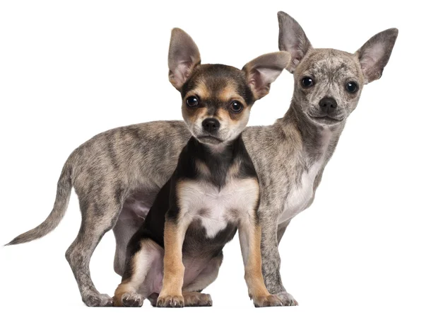 Chihuahua cachorros, 3 meses de edad, delante de fondo blanco — Foto de Stock
