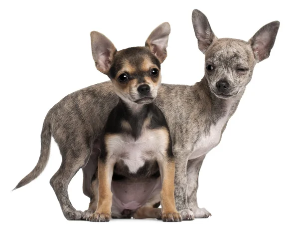 Chihuahua filhote de cachorro (3 meses), Chihuahua filhote de cachorro (3 meses ) — Fotografia de Stock