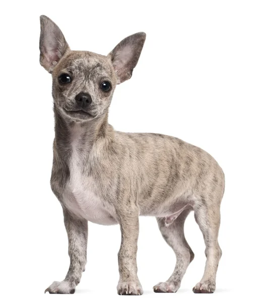 Chihuahua cachorro, 3 meses de edad, de pie delante de fondo blanco — Foto de Stock