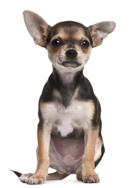 Cucciolo Chihuahua, 3 mesi, seduto davanti allo sfondo bianco — Foto Stock