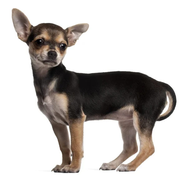 Chihuahua puppy, 3 months old, standing in front of white background — Stock Fotó