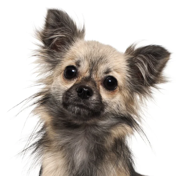 Chihuahua, 1 yıl beyaz arka plan eski, yakın çekim — Stok fotoğraf