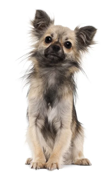 Chihuahua, 1 jaar oud, zit op witte achtergrond — Stockfoto