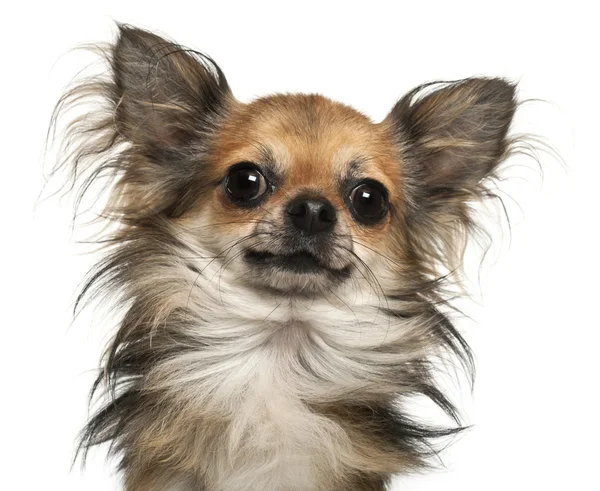 Close-up van chihuahua, 2 jaar oud, voor witte achtergrond — Stockfoto